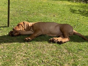 fergus diary2 puppy0000