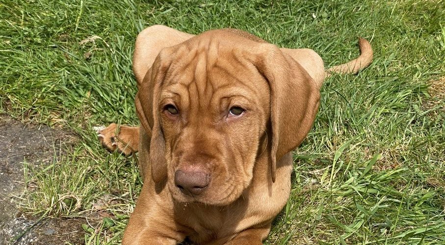 fergus cute puppy0000