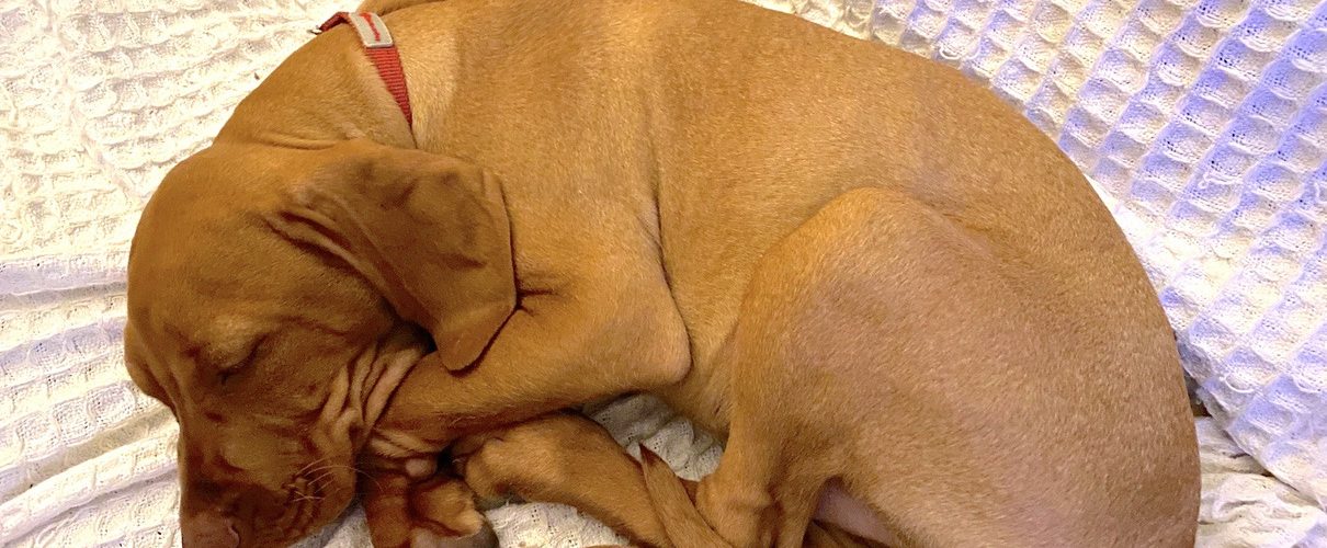 fergus cute1 puppy0000 1