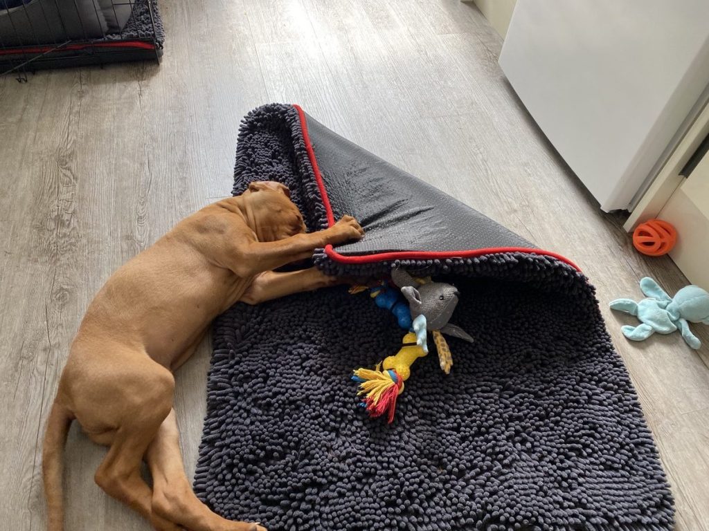 fergus diary1 puppy0000