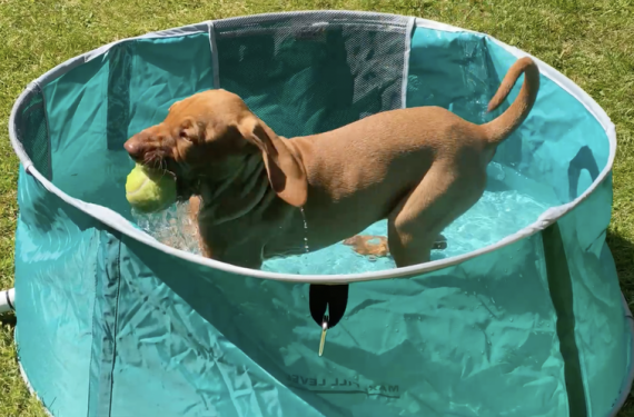fergus paddling puppy0000