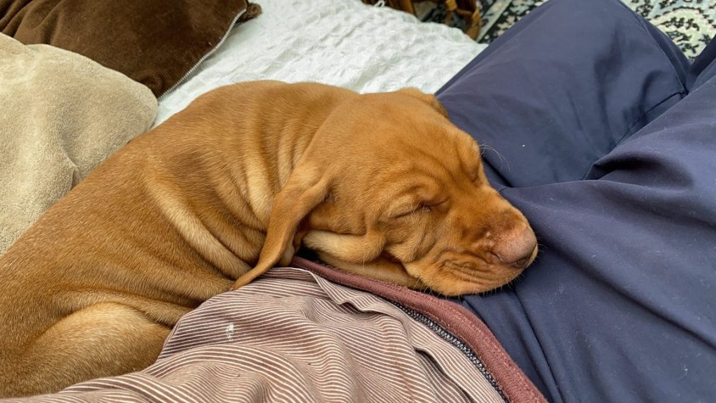 fergus terror puppy0000