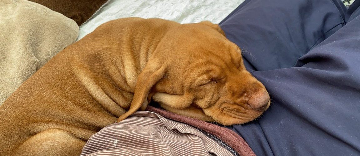 fergus terror puppy0000