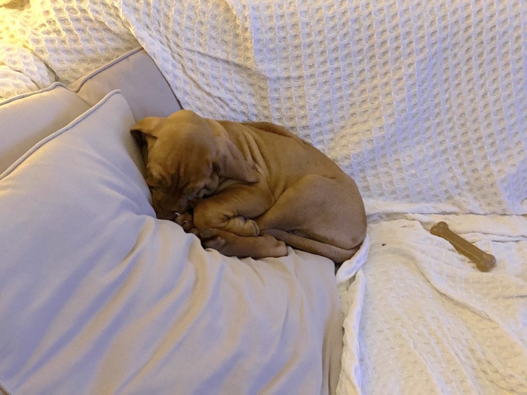 fergus terror puppy0001