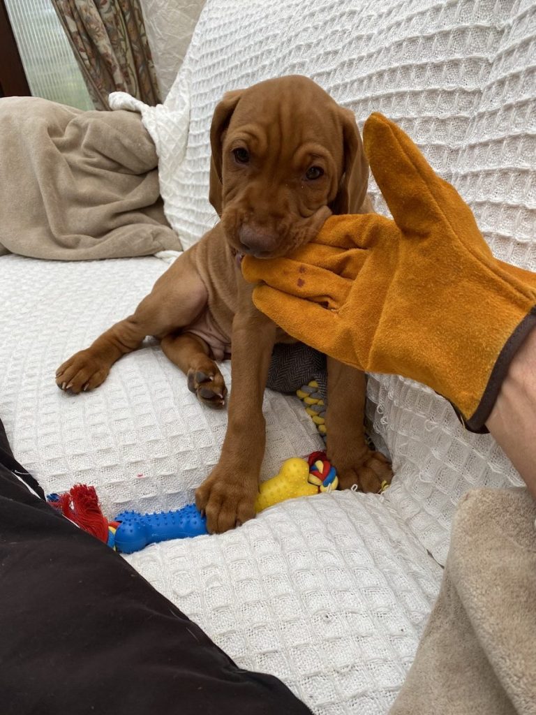 fergus terror puppy0003