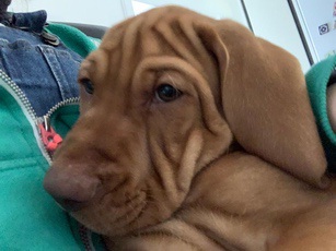 fergus terror puppy0006