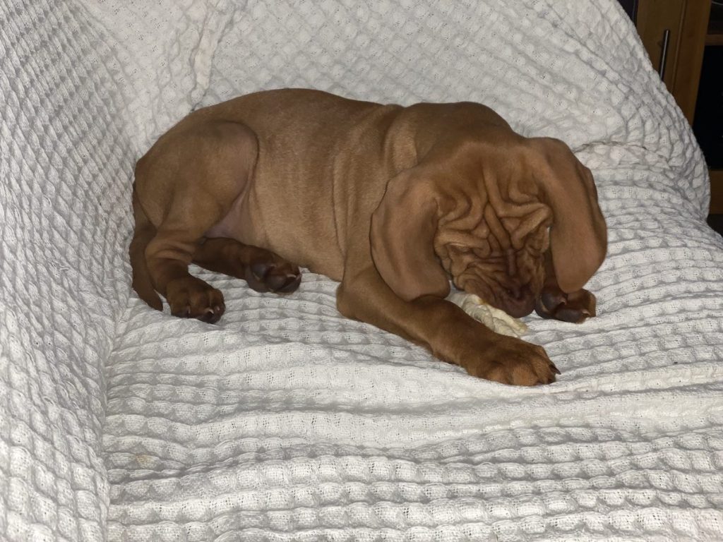 fergus terror puppy0007