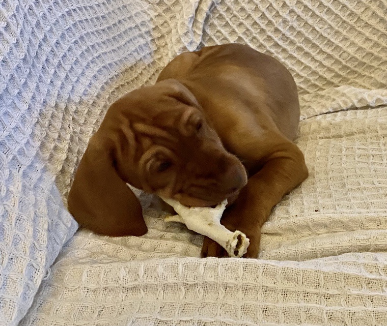 fergus terror puppy0008