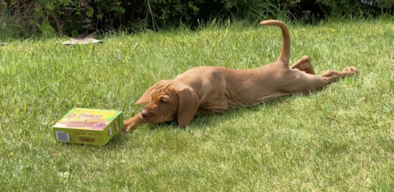 fergus treat puppy0000