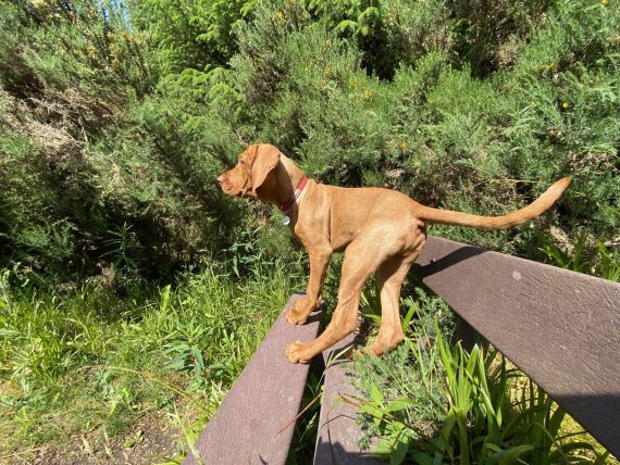 fergus wood beach puppy0000