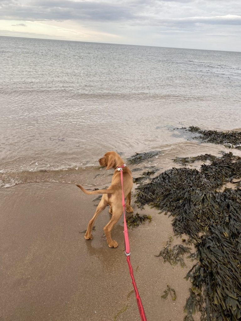 fergus wood beach puppy0014