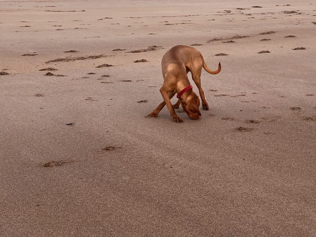 fergus cocklawburn beach0004