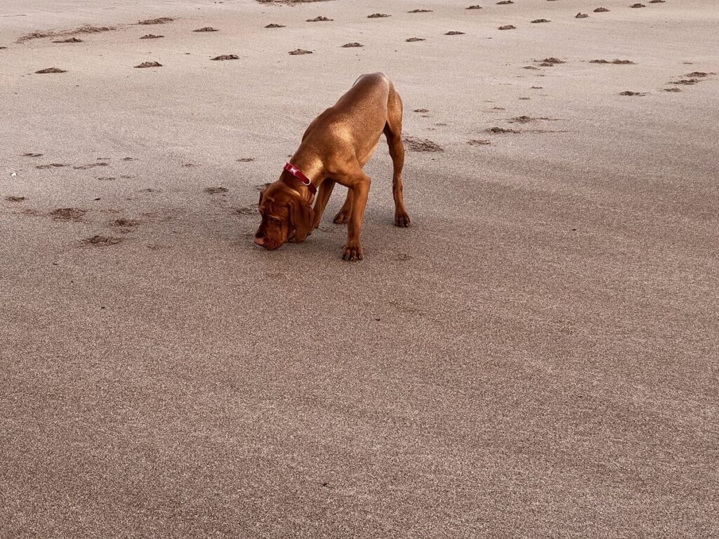 fergus cocklawburn beach0005