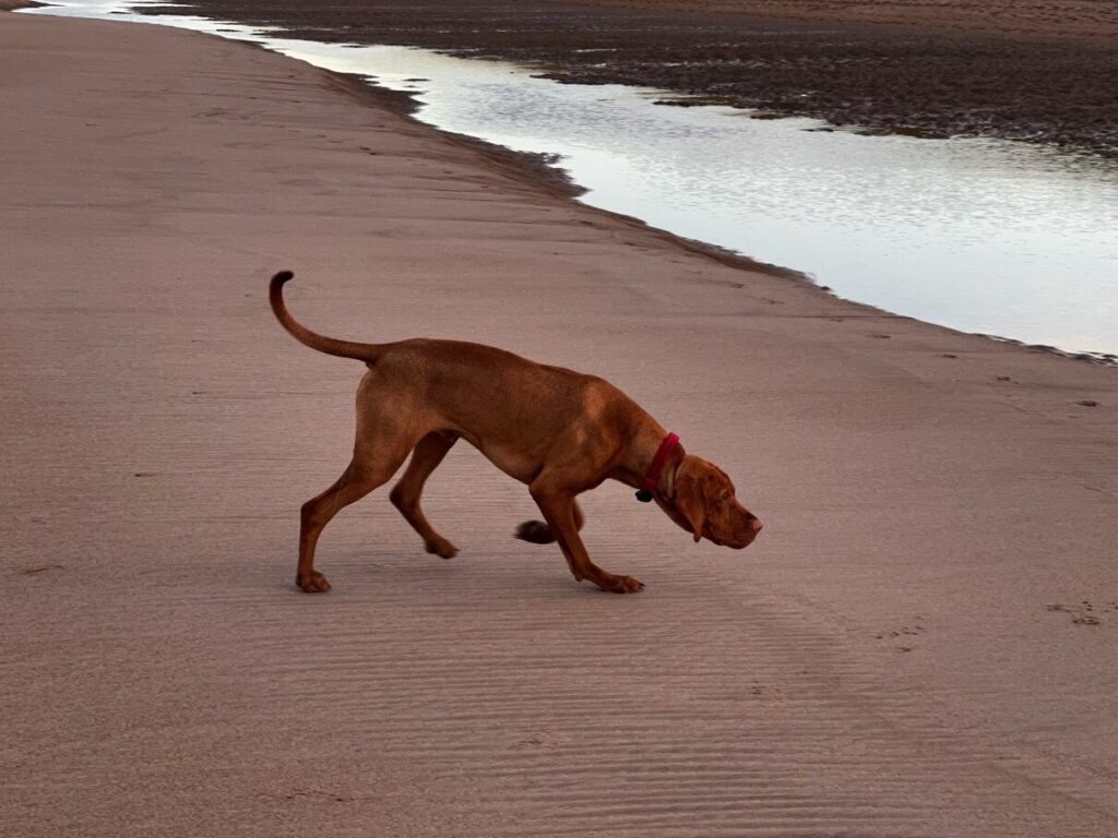 fergus cocklawburn beach0006
