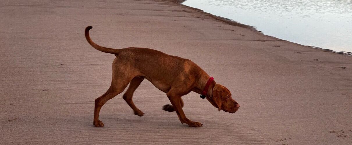 fergus cocklawburn beach0006