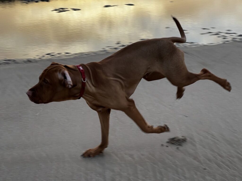 fergus cocklawburn beach0008