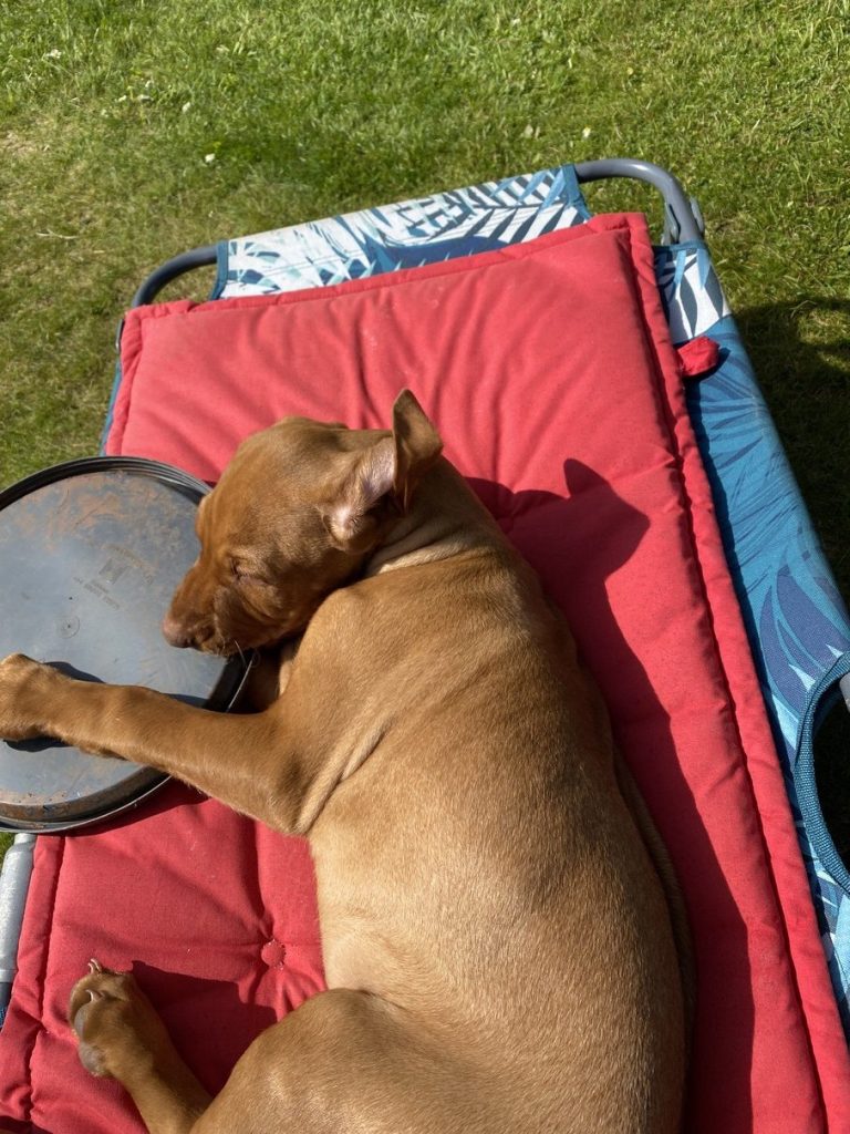 fergus diary puppy0000