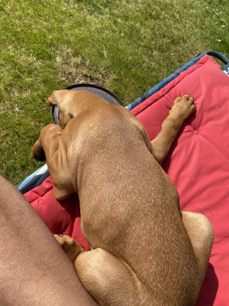 fergus diary puppy0001