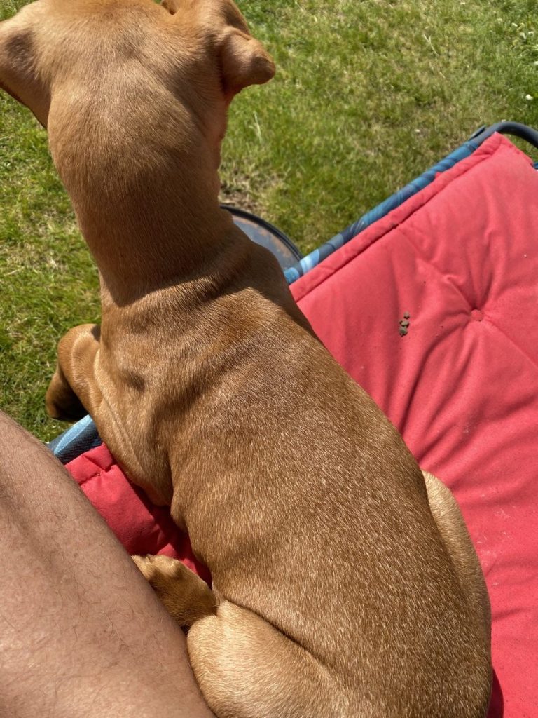 fergus diary puppy0002