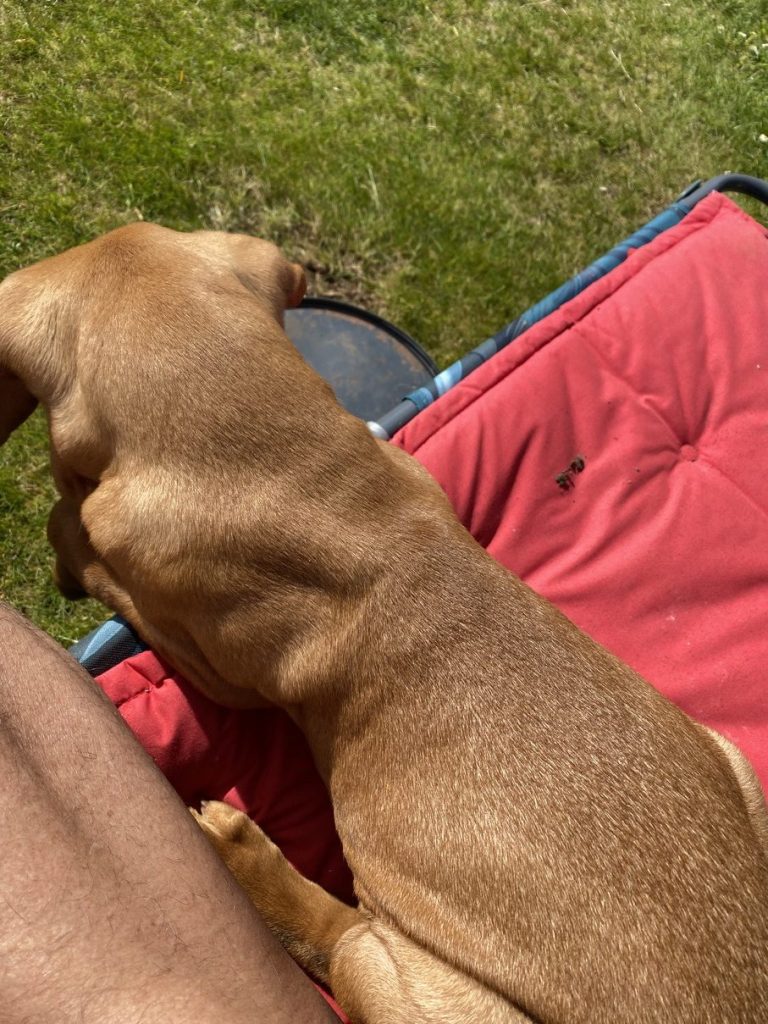 fergus diary puppy0003