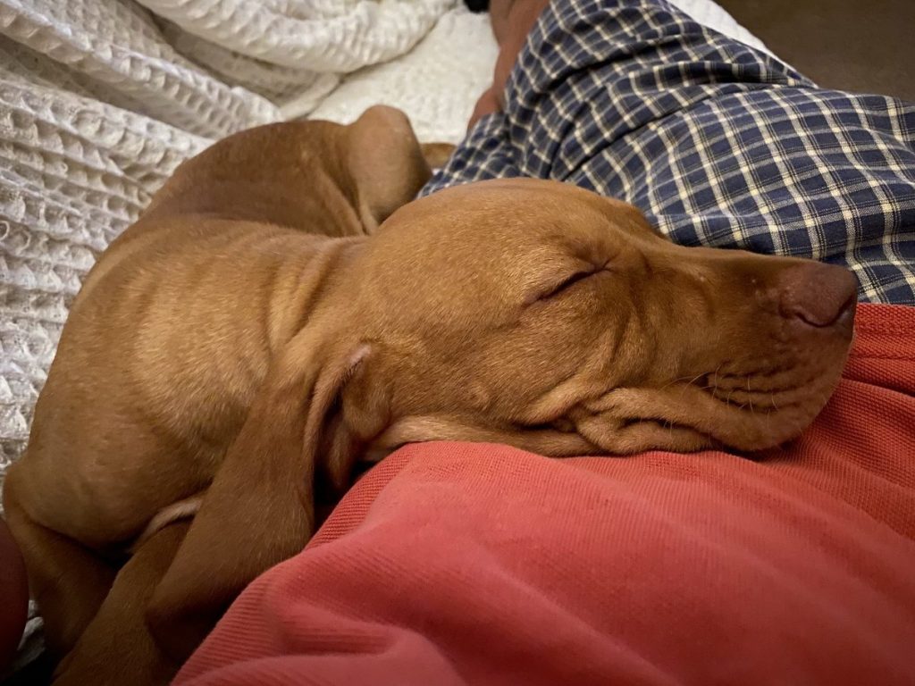 fergus diary puppy0005