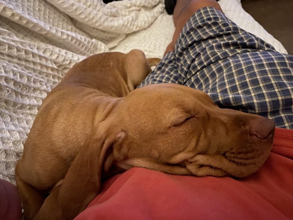 fergus diary puppy0006