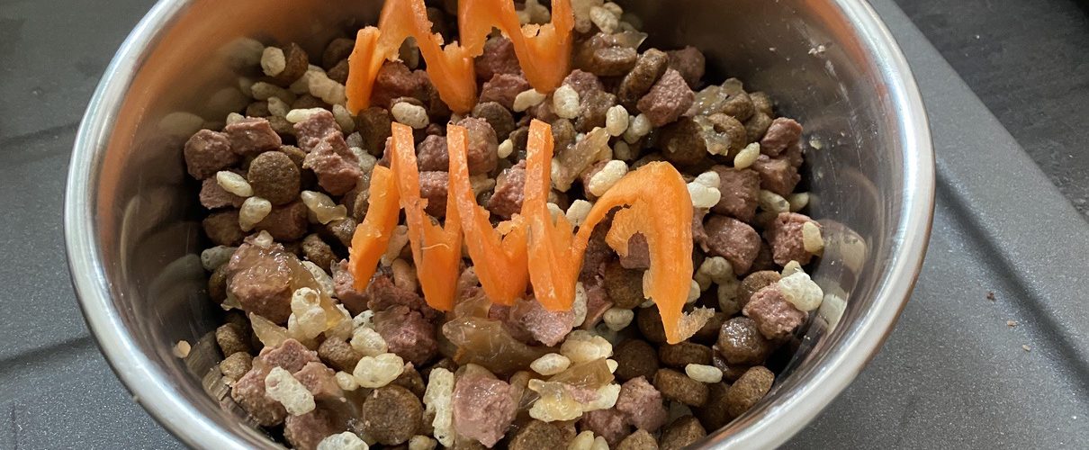 fergus diary3 puppy0000