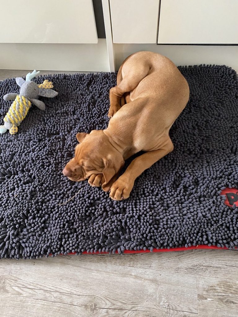 fergus diary3 puppy0010