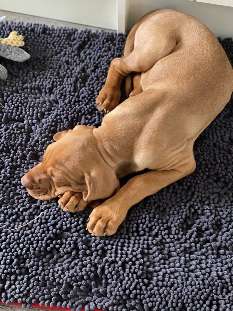 fergus diary3 puppy0011