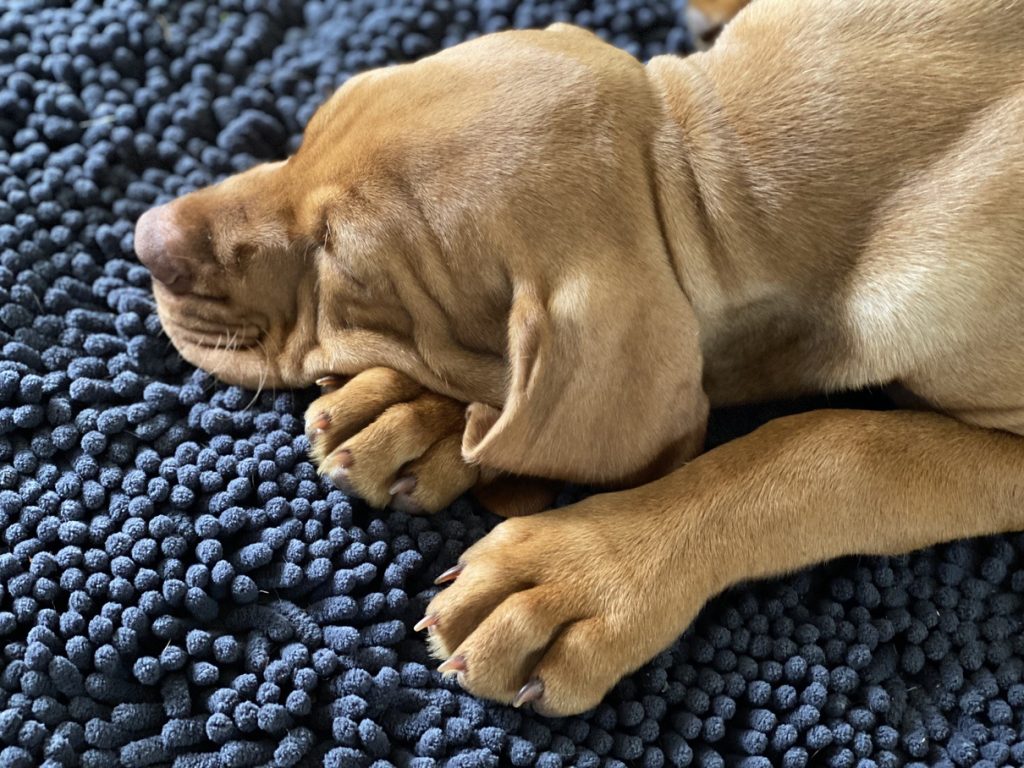 fergus diary3 puppy0013