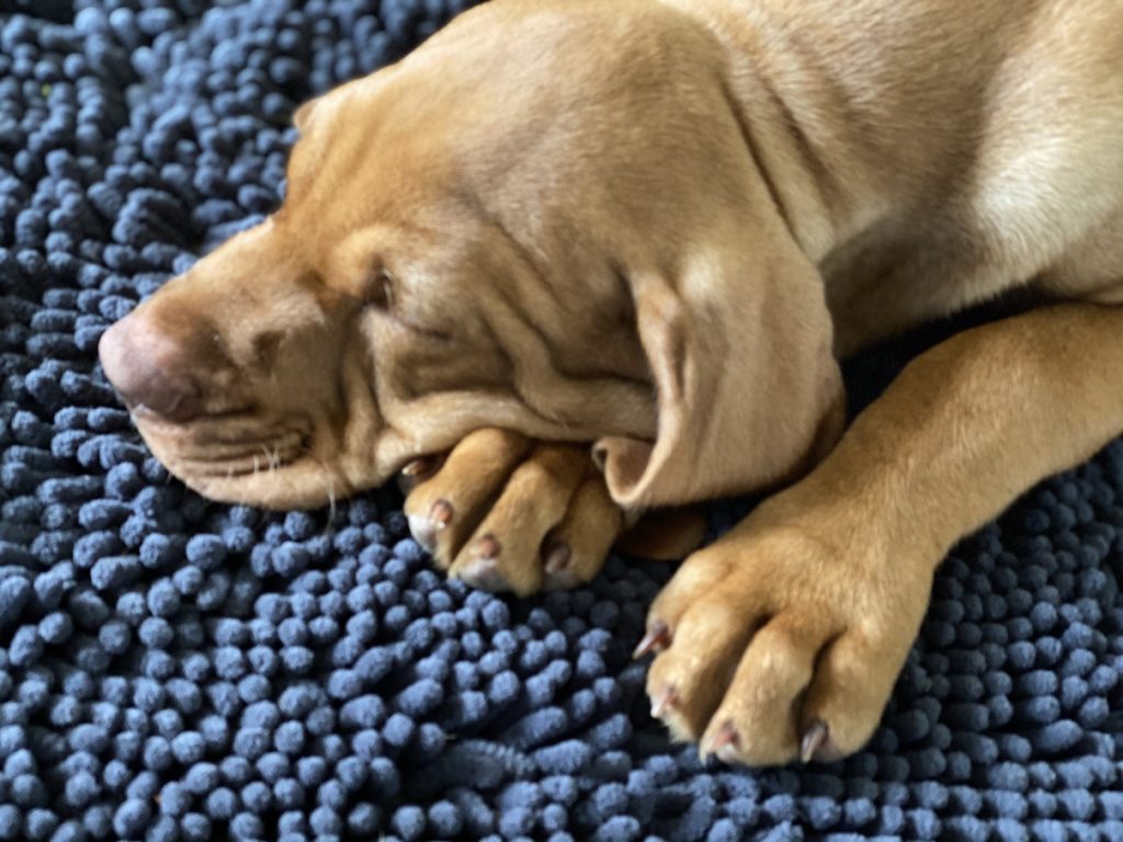 fergus diary3 puppy0014