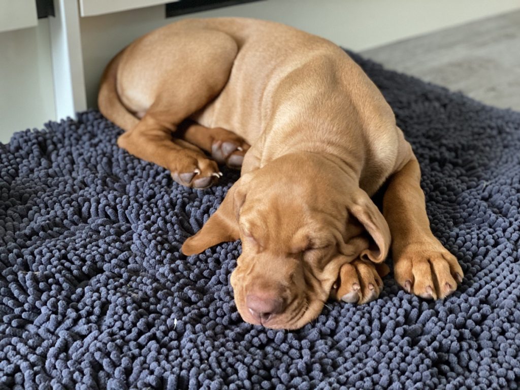 fergus diary3 puppy0016