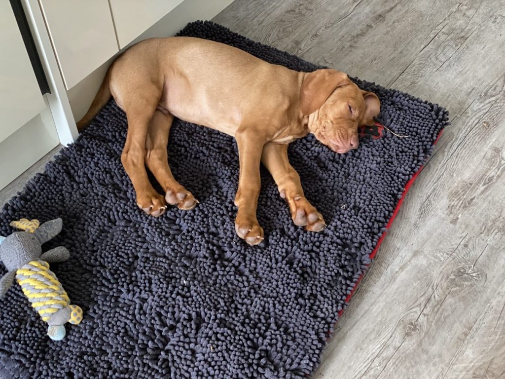 fergus diary3 puppy0018