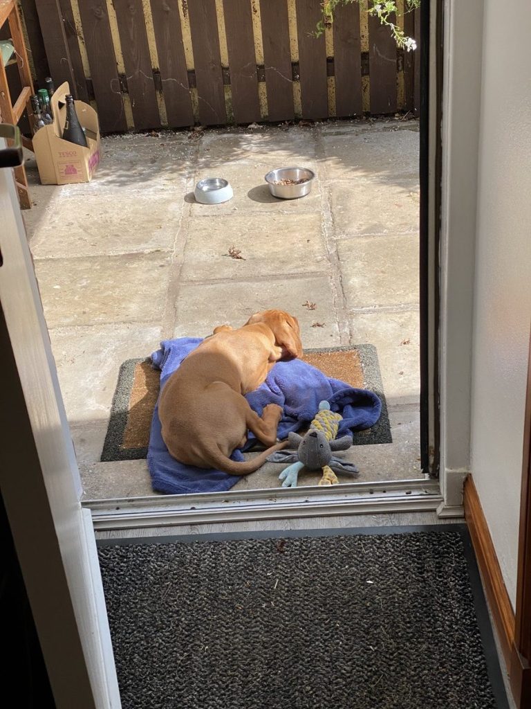 fergus diary4 puppy0000