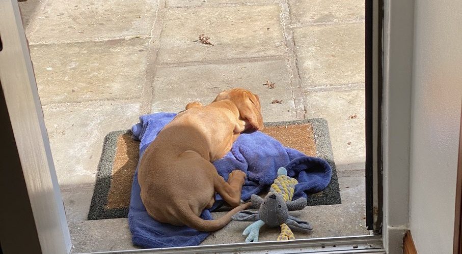 fergus diary4 puppy0000