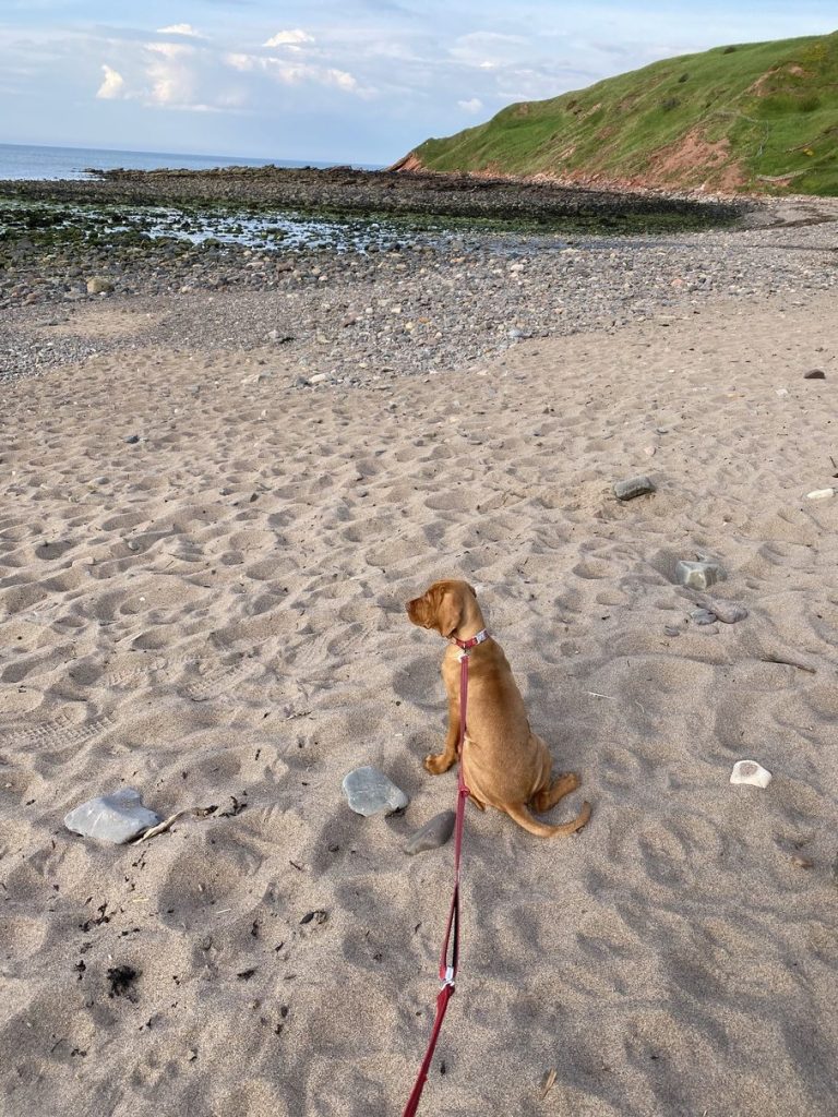 fergus diary5 puppy0000