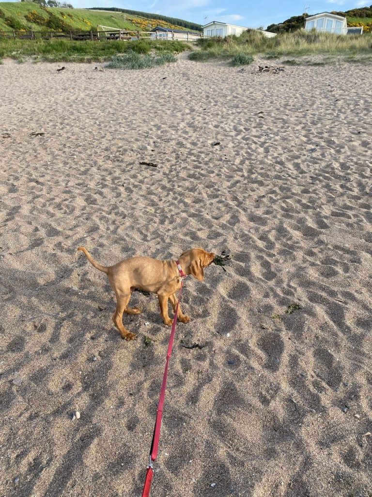 fergus diary5 puppy0001