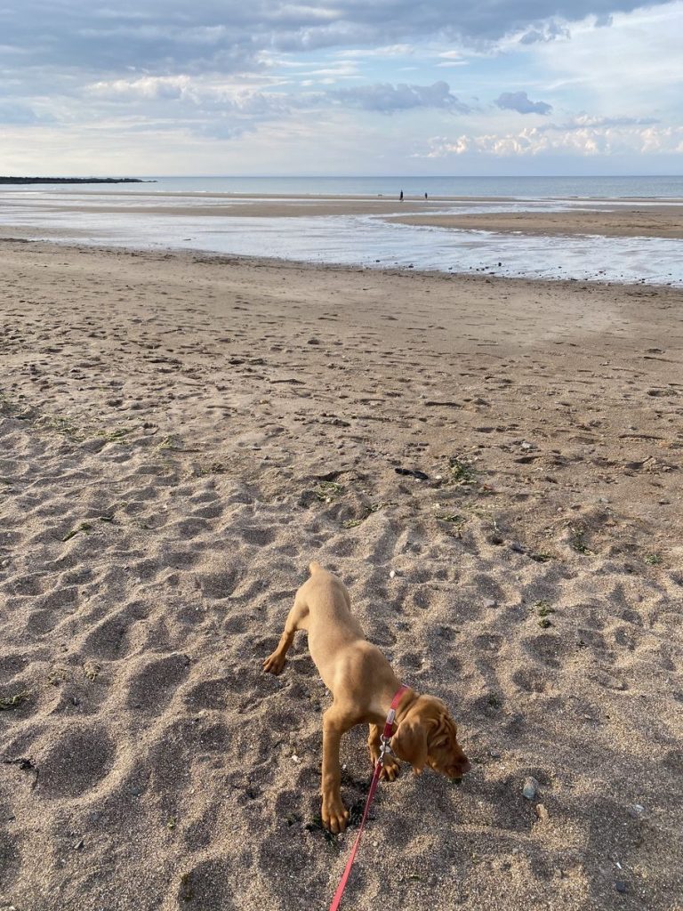 fergus diary5 puppy0002