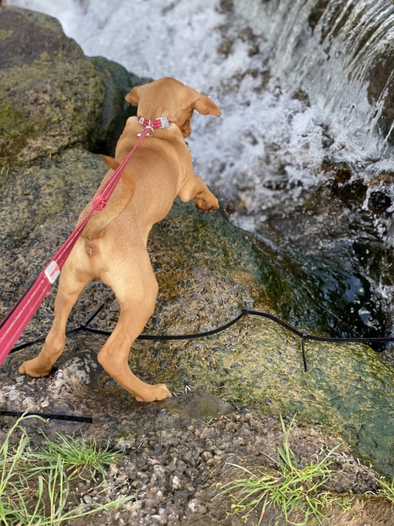 fergus diary5 puppy0004