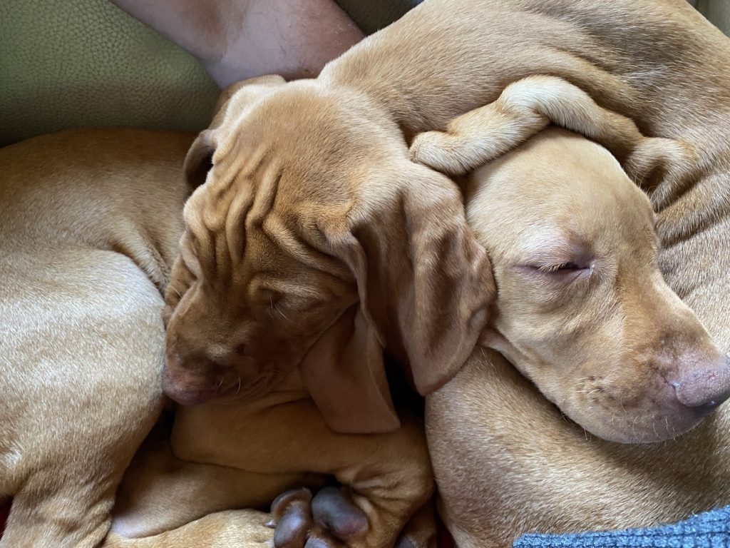 fergus diary6 puppy0017