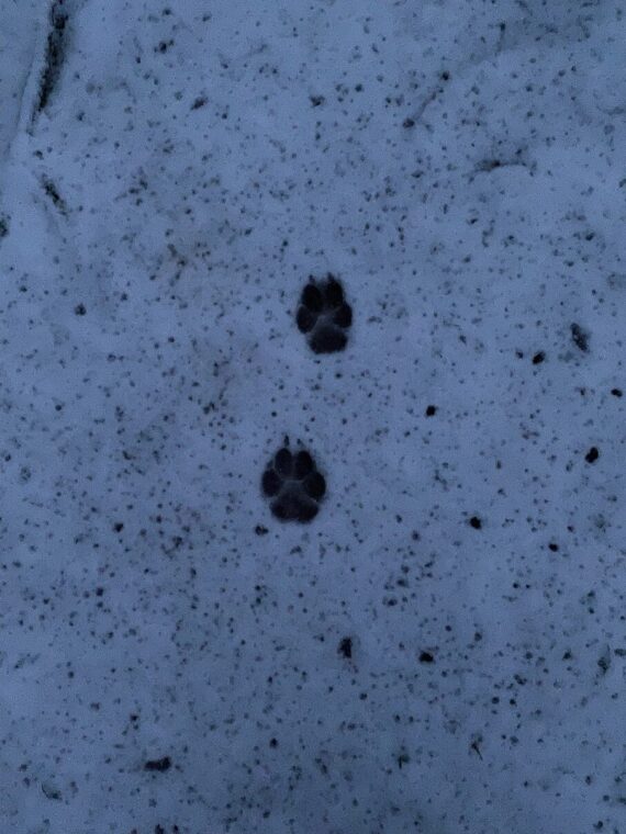 fergus first snow0002