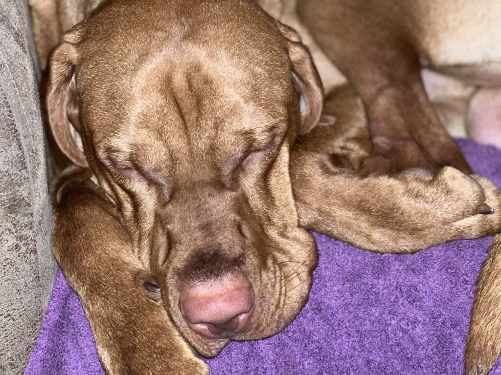 fergus glencoe 20220000