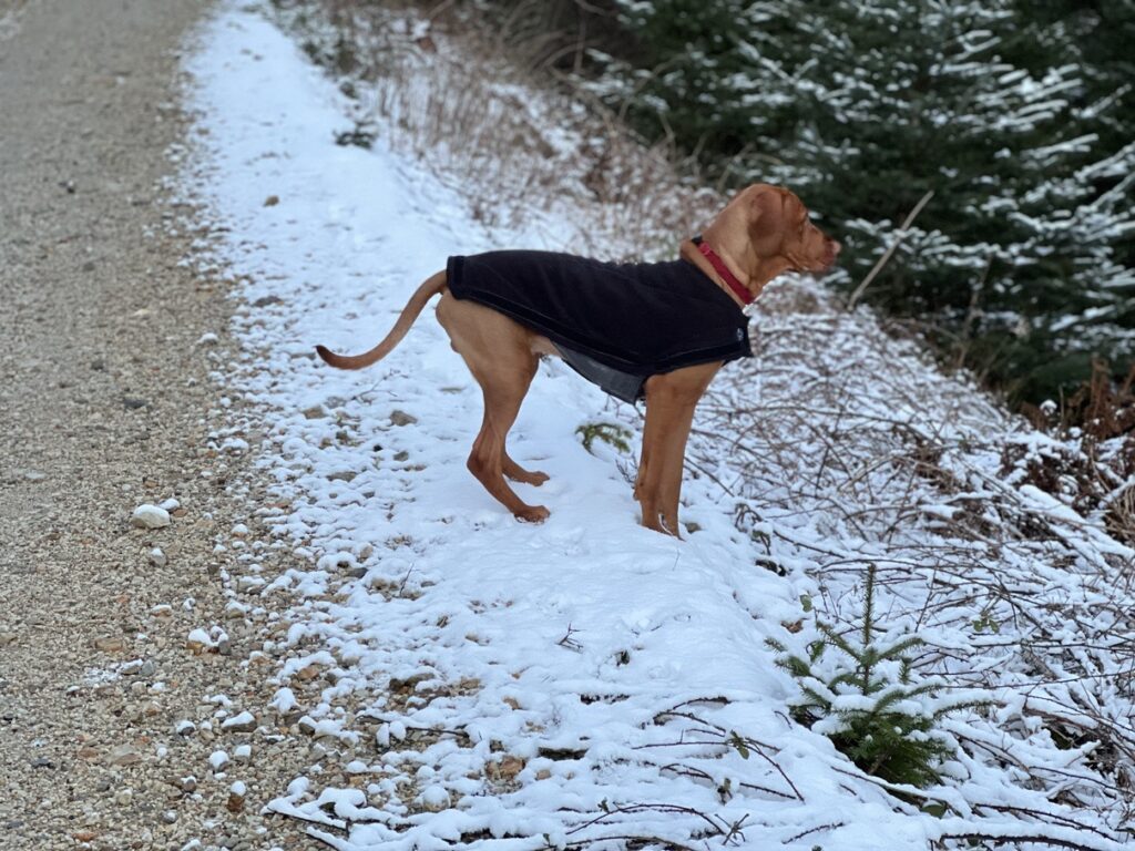 fergus glencoe 20220001