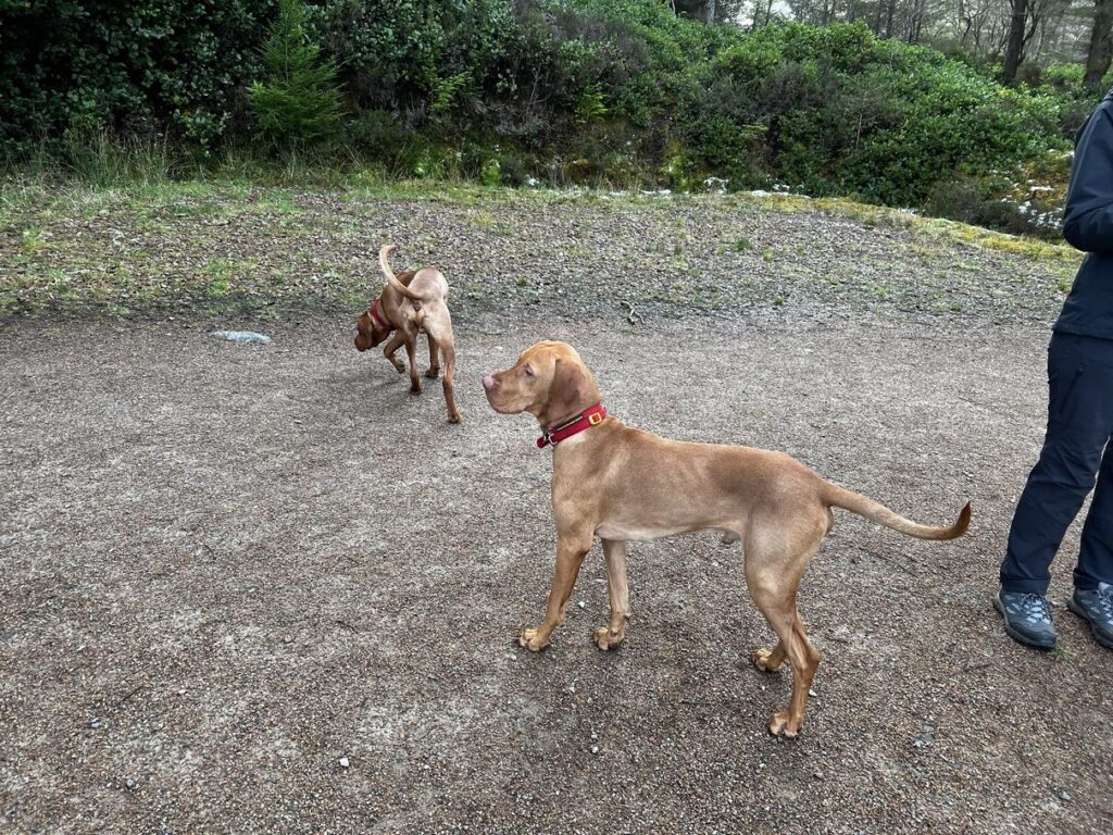 fergus glencoe 20220003