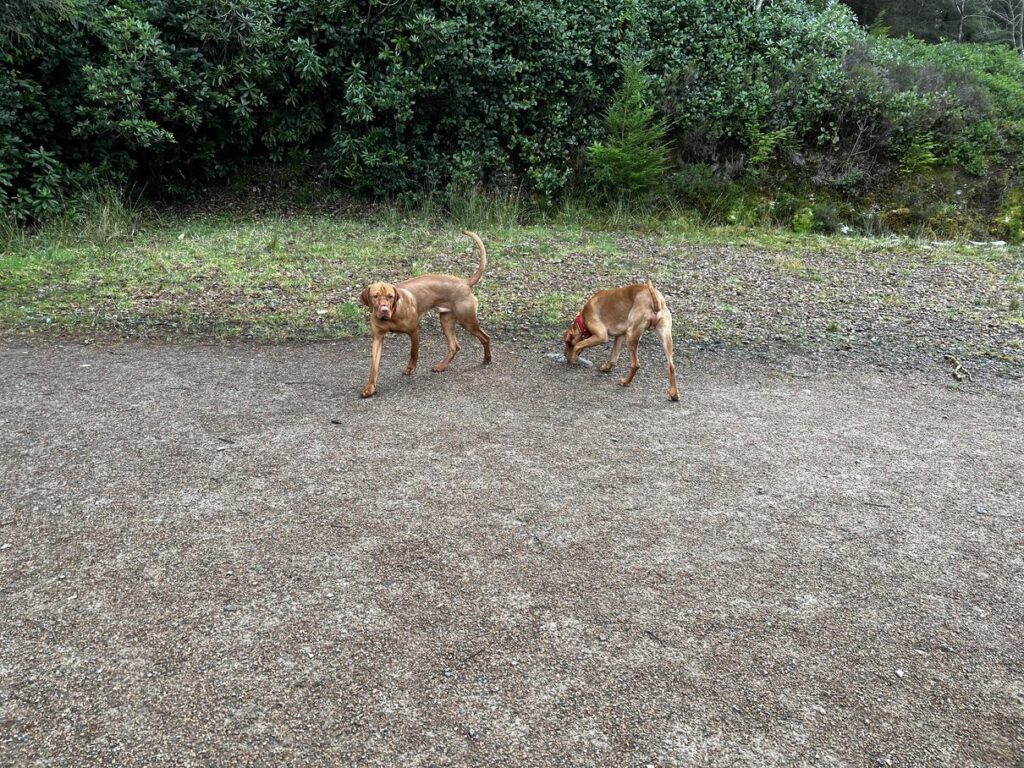 fergus glencoe 20220004