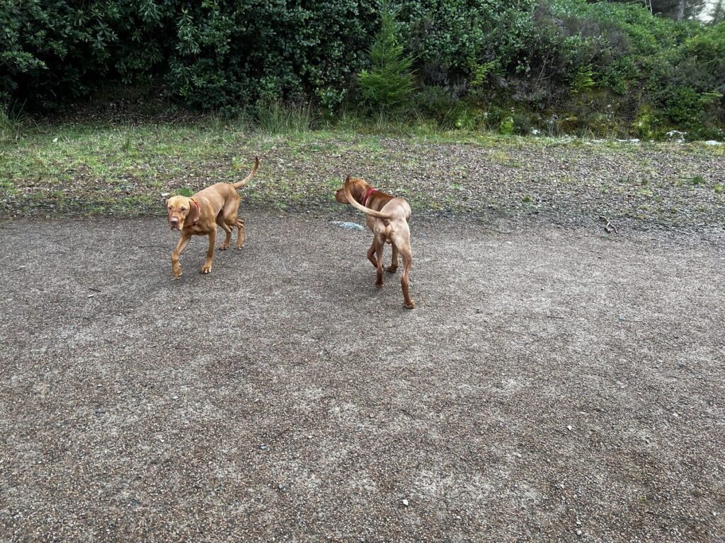 fergus glencoe 20220005