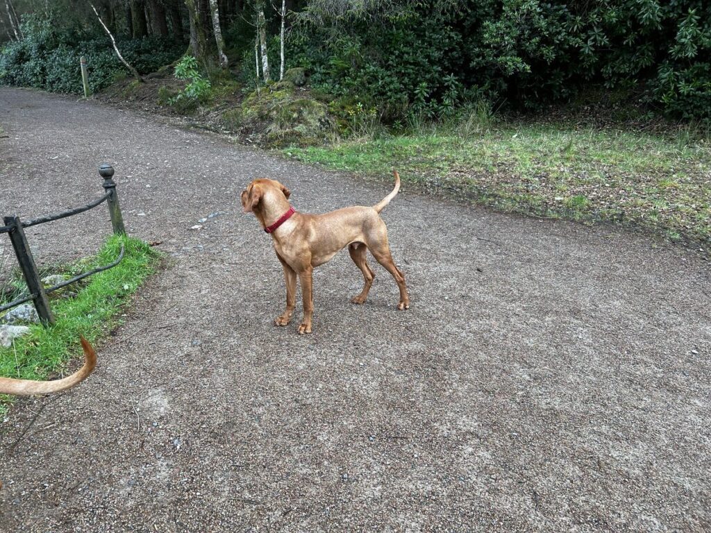 fergus glencoe 20220006