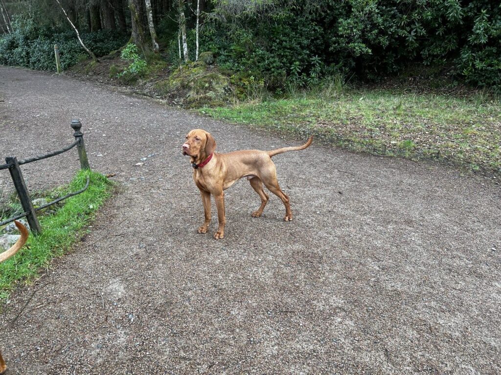 fergus glencoe 20220007