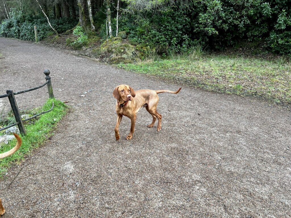 fergus glencoe 20220008