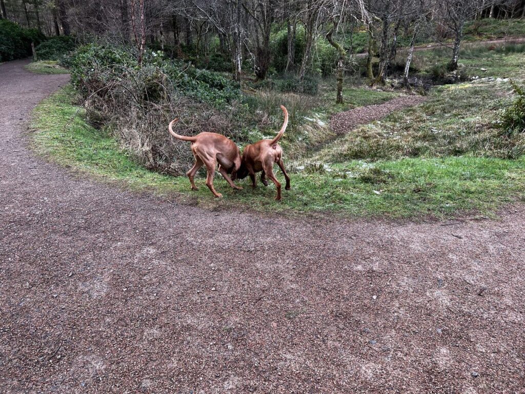 fergus glencoe 20220009